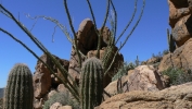 PICTURES/Ballantine Trail/t_Artsy Cactus & Rock1.JPG